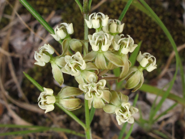 Asclepias verticillata (Whorled milkweed) #44962
