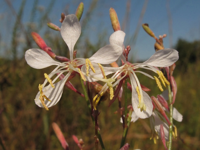 Oenothera filipes (Slenderstalk beeblossom) #44963