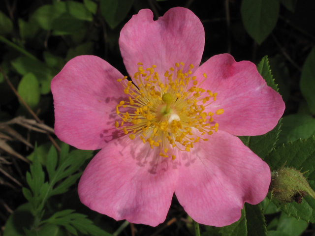 Rosa setigera (Climbing prairie rose) #44991