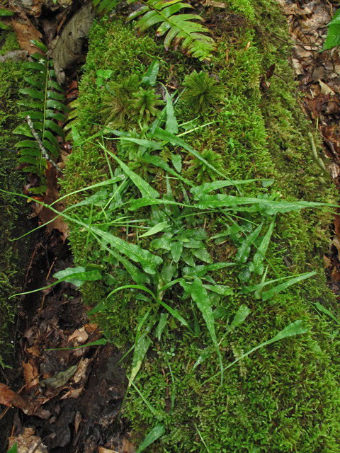 Asplenium rhizophyllum (Walking fern) #45038