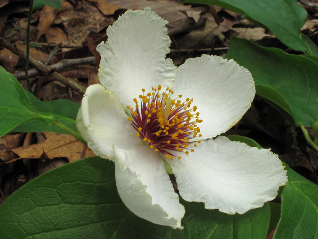 Stewartia ovata (Mountain camellia) #45059