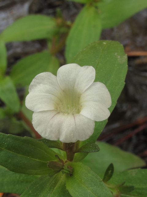 Gratiola floridana (Florida hedgehyssop) #45119