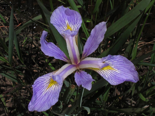 Iris virginica (Virginia iris) #45159