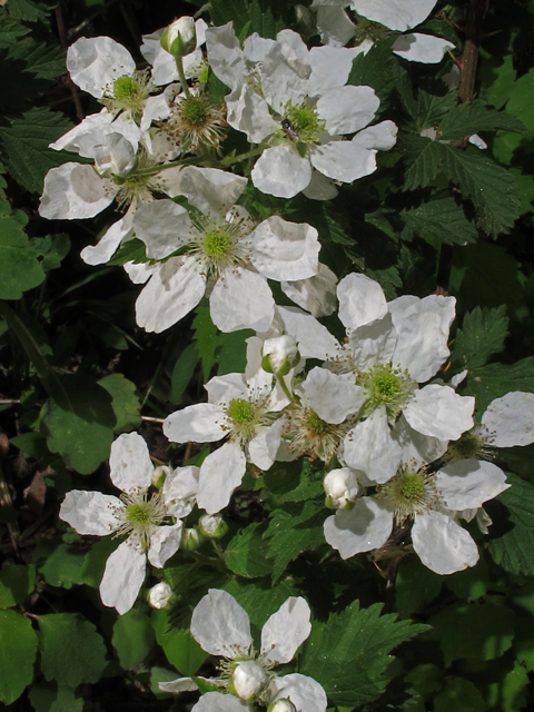Rubus allegheniensis (Allegheny blackberry) #45178