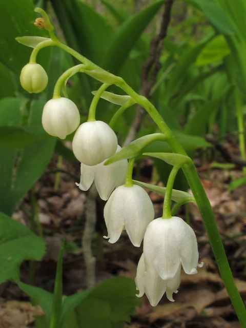 Convallaria majuscula (American lily-of-the-valley) #45187