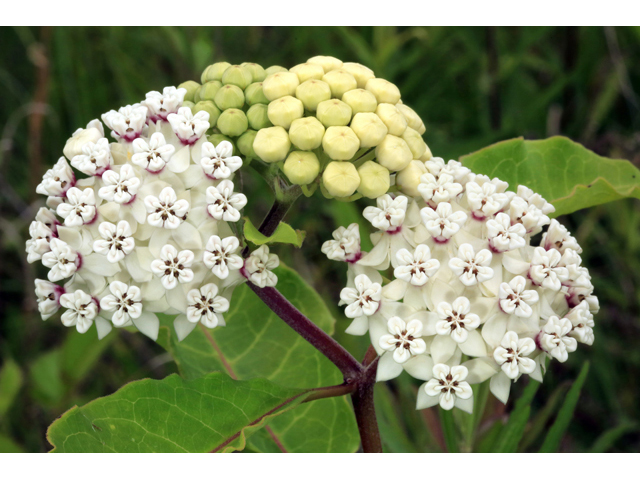 Asclepias variegata (Redring milkweed) #45215