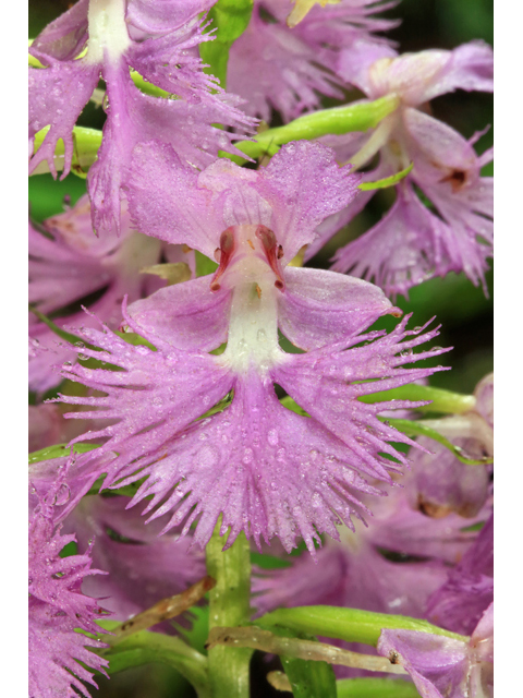 Platanthera grandiflora (Greater purple fringed orchid) #45226