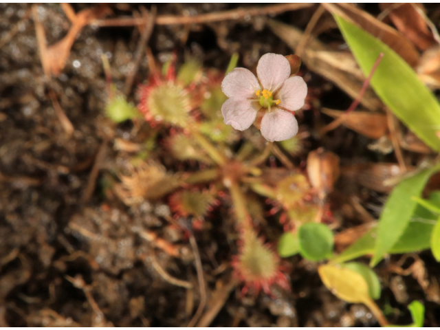 Drosera capillaris (Pink sundew) #45246