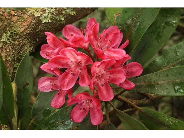 Rhododendron maximum (Great laurel) #45283