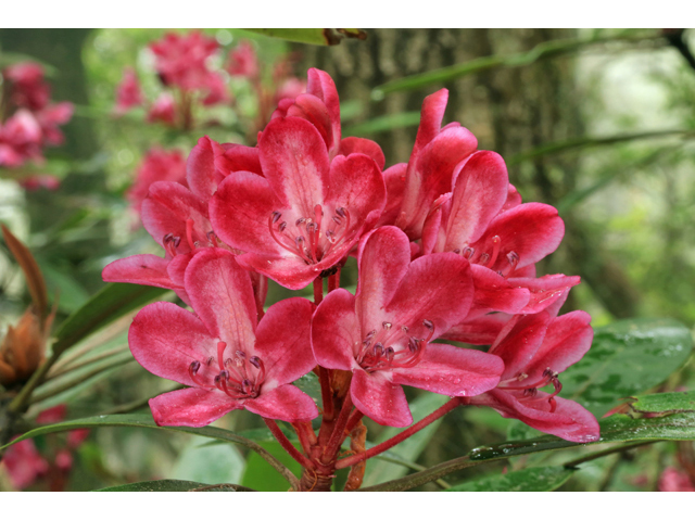 Rhododendron maximum (Great laurel) #45301