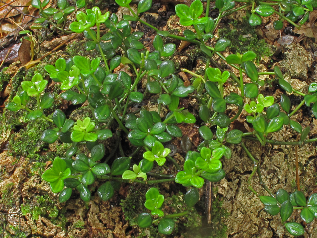 Peperomia tetraphylla (Acorn peperomia) #45331