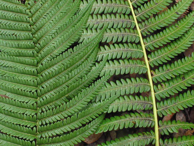Cibotium glaucum (Hawaiian tree fern) #45332