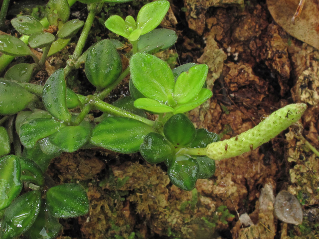 Peperomia tetraphylla (Acorn peperomia) #45336