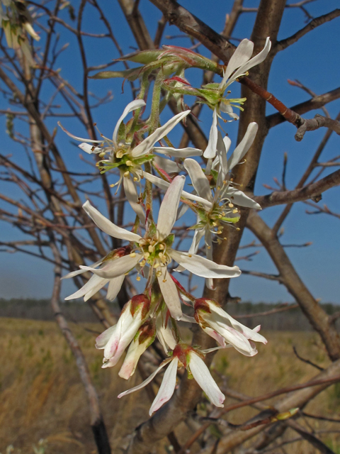 Amelanchier arborea var. alabamensis (Alabama serviceberry) #45354