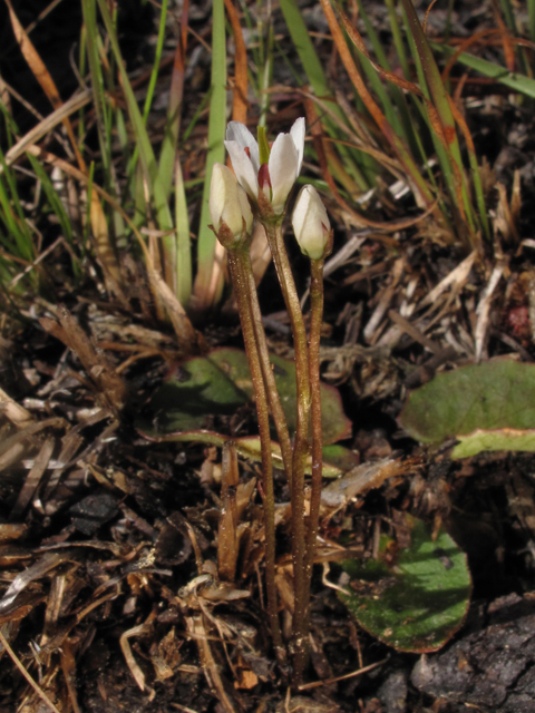 Bartonia verna (White screwstem) #45360