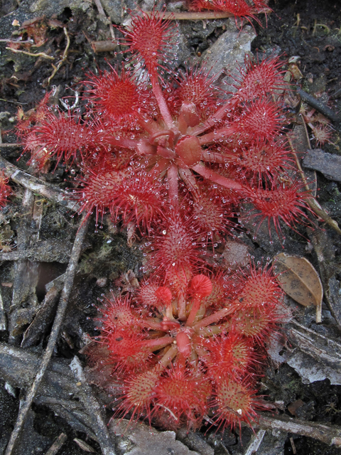 Drosera capillaris (Pink sundew) #45367