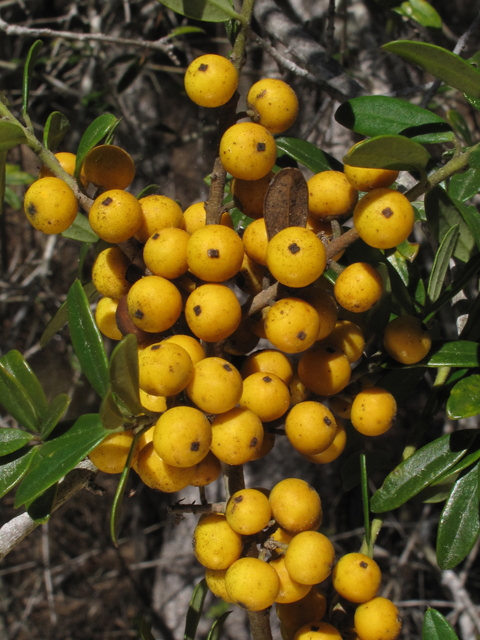 Ilex myrtifolia (Myrtle dahoon) #45370