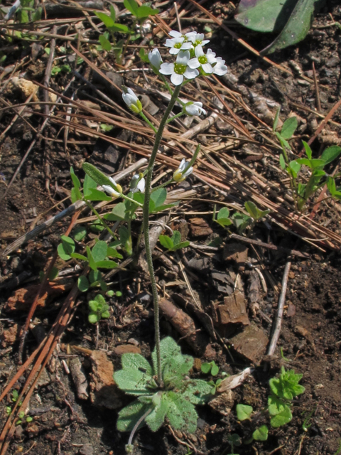 Draba cuneifolia var. cuneifolia (Wedgeleaf draba) #45376