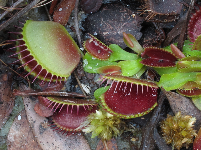 Dionaea muscipula (Venus flytrap) #45378