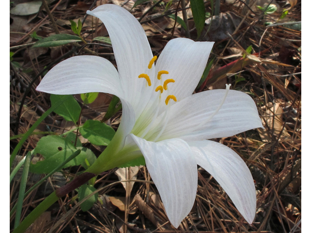Zephyranthes atamasca (Atamasco lily) #45379