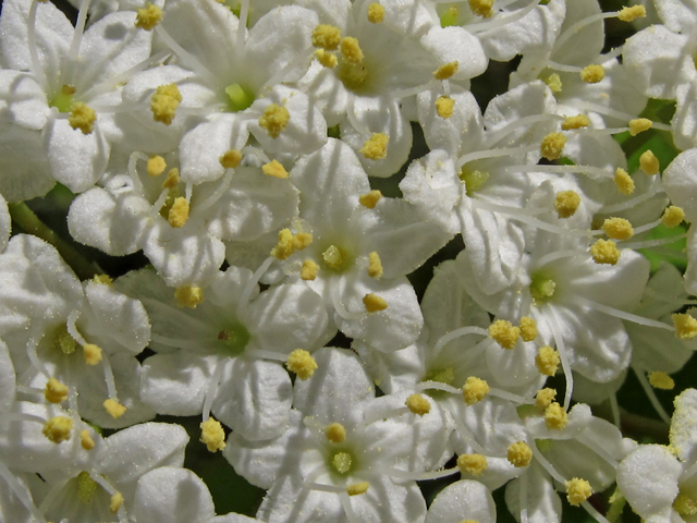 Viburnum prunifolium (Blackhaw) #45382