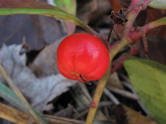 Gaultheria procumbens (Eastern teaberry) #45416