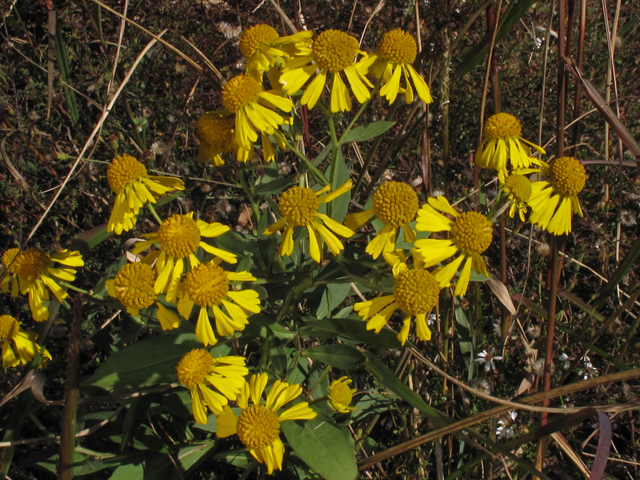 Helenium autumnale var. autumnale (Common sneezeweed) #45427