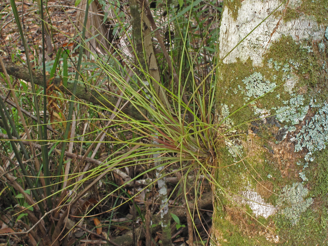 Tillandsia setacea (Southern needle-leaf) #45494