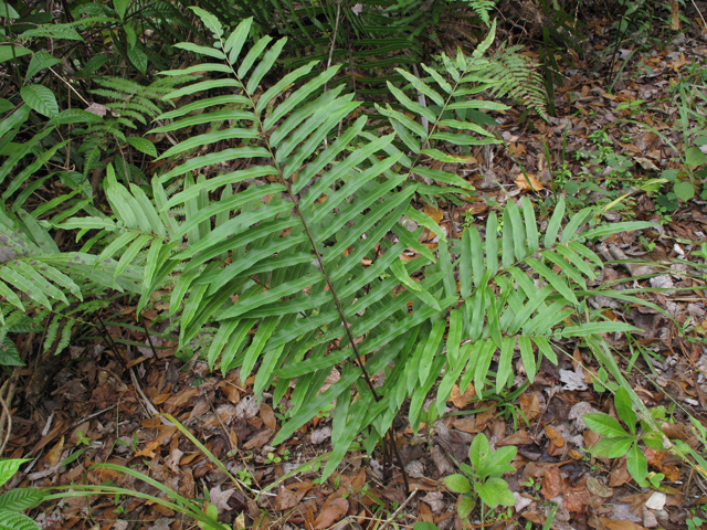 Blechnum serrulatum (Swamp fern) #45499