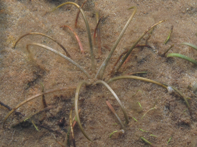 Isoetes lacustris (Lake quillwort) #45763