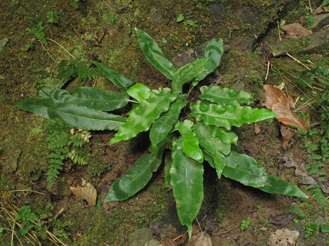 Asplenium scolopendrium var. americanum (American hart's-tongue fern) #45779