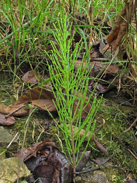 Equisetum arvense (Field horsetail) #45786