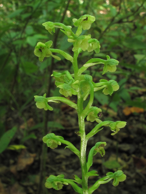 Platanthera flava var. flava (Palegreen orchid) #45789