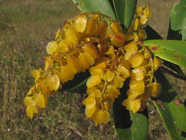 Cliftonia monophylla (Buckwheat tree) #45806