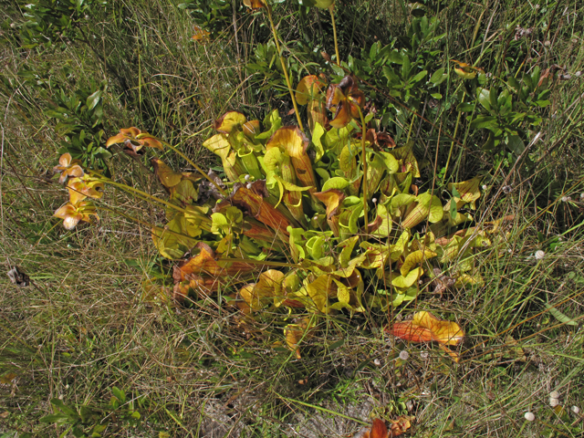 Sarracenia catesbaei (Pitcherplant) #45807