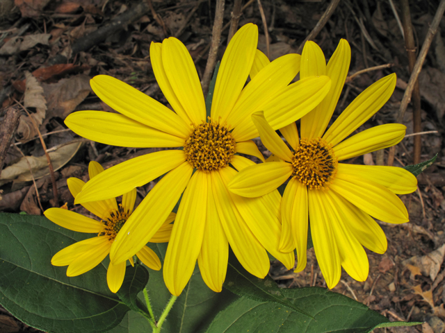 Helianthus decapetalus (Thinleaf sunflower) #45824