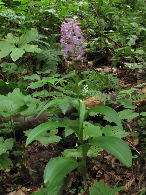 Platanthera grandiflora (Greater purple fringed orchid) #45882