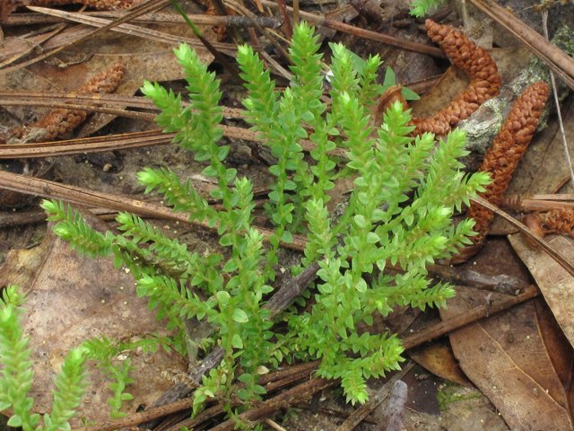 Selaginella apoda (Meadow spikemoss ) #45885