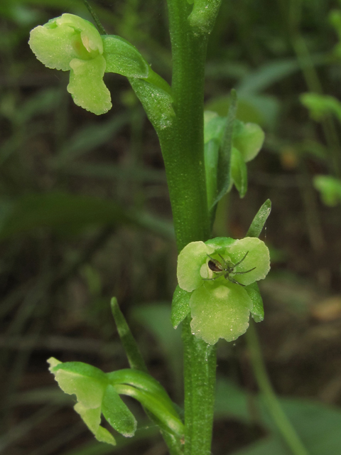 Platanthera flava var. flava (Palegreen orchid) #45905