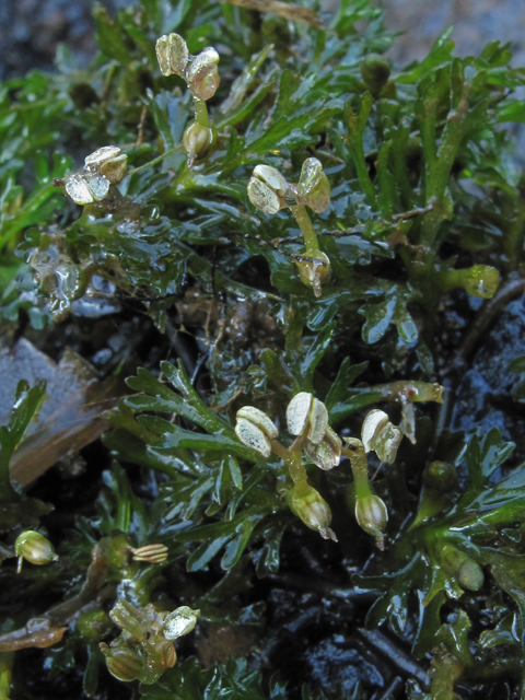 Podostemum ceratophyllum (Hornleaf riverweed) #45907