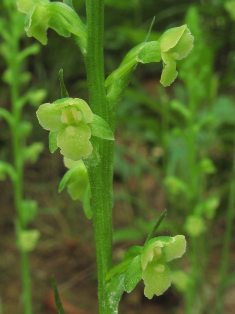 Platanthera flava var. flava (Palegreen orchid) #45910