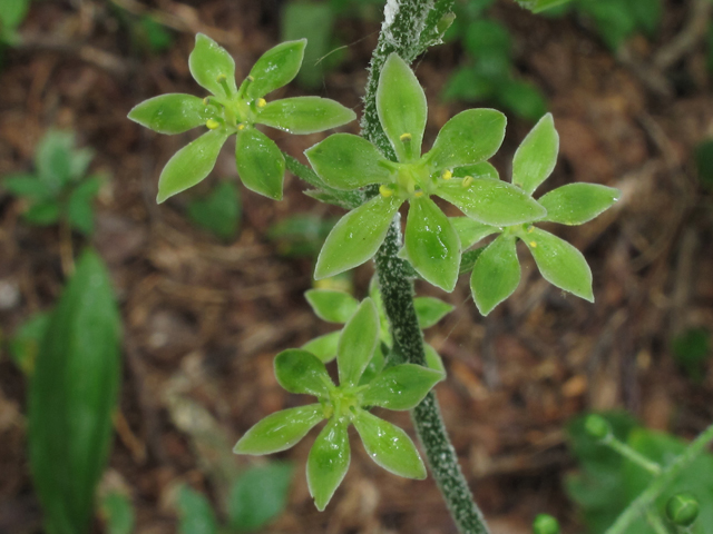 Veratrum parviflorum (Appalachian bunchflower) #45930