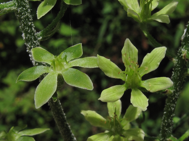 Veratrum parviflorum (Appalachian bunchflower) #45932
