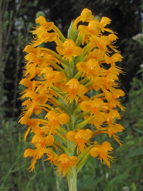 Platanthera cristata (Crested yellow orchid) #45947