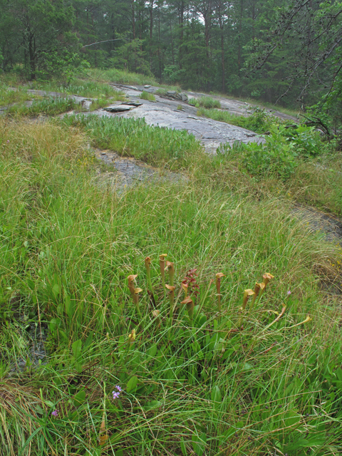 Sarracenia rubra ssp. jonesii (Jones' pitcherplant) #45984