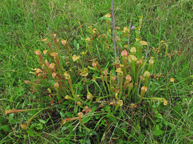 Sarracenia rubra ssp. jonesii (Jones' pitcherplant) #45990