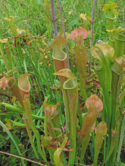 Sarracenia rubra ssp. jonesii (Jones' pitcherplant) #45991