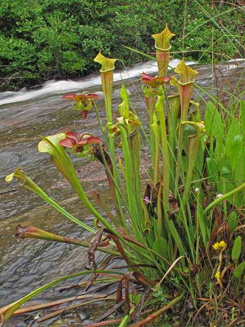 Sarracenia rubra ssp. jonesii (Jones' pitcherplant) #45992