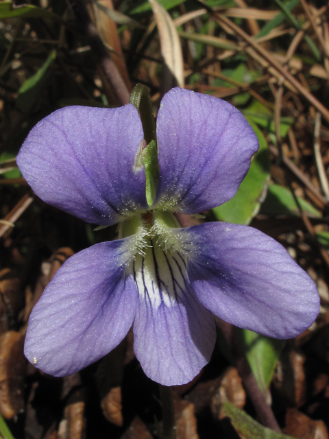 Viola palmata (Early blue hybrid violet) #46050