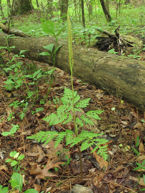 Botrychium virginianum (Rattlesnake fern) #46081